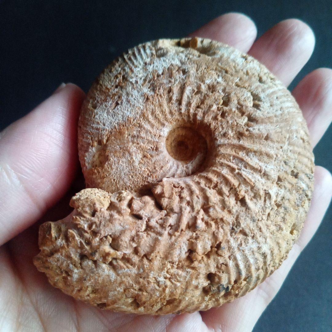 化石　骨格　標本　ジュラ紀　密巻きアンモナイト　希少種