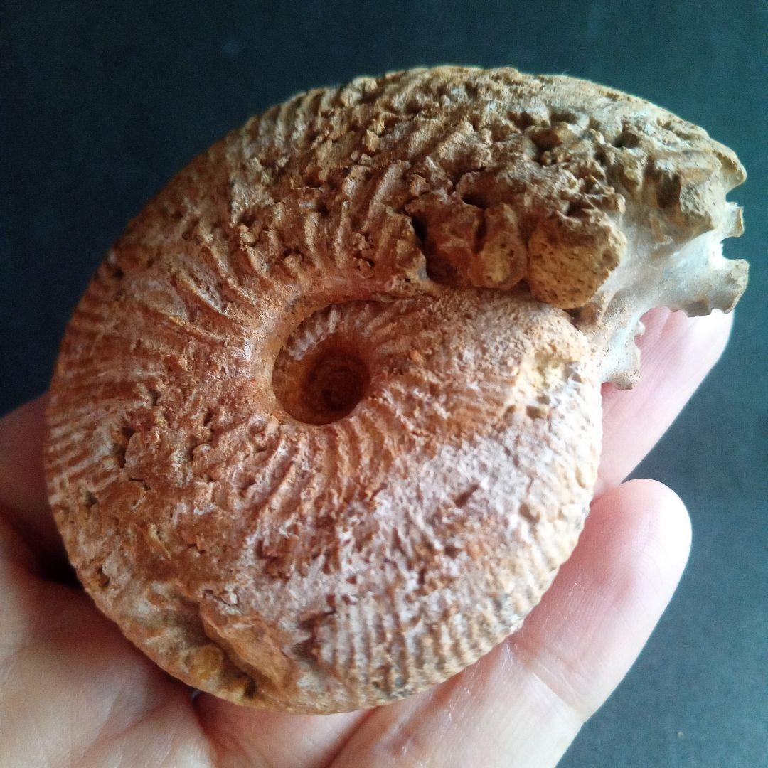 化石　骨格　標本　ジュラ紀　密巻きアンモナイト　希少種