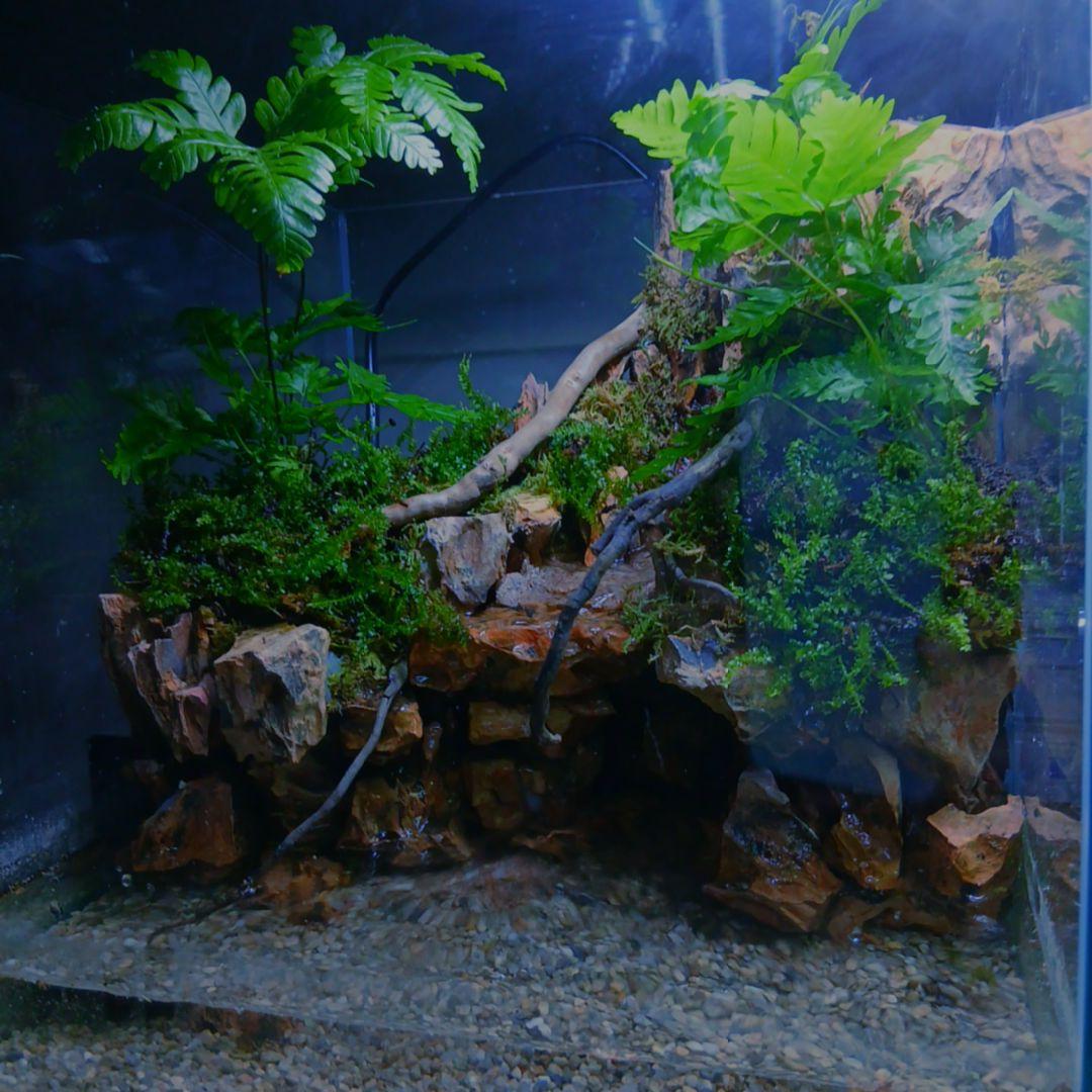 ️⭕️本日限定sale️⭕️アクアテラリウム 完成品 滝 ガラス水槽