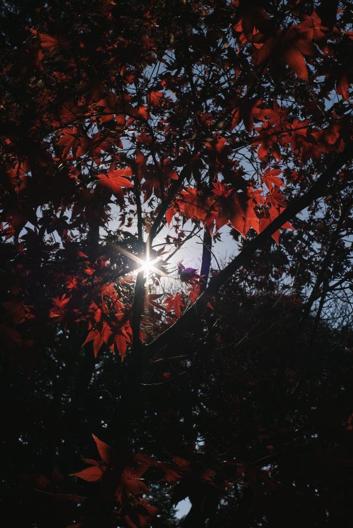 棚卸SALE！黒刻印！標準の帝王 Planar 50mm F1.4 AEJ