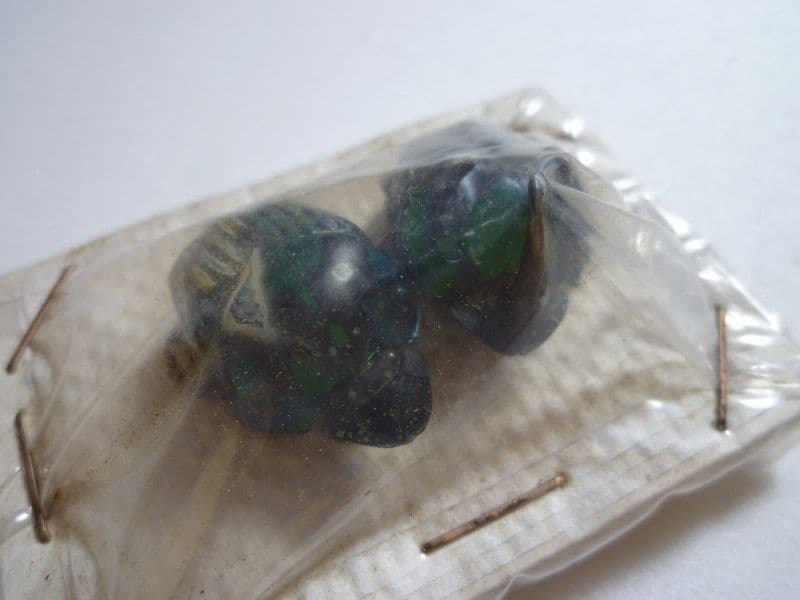 【フンチュウ標本】ミドリツヤダイコクコガネ/エクアドル産/♂25mm♀26mm