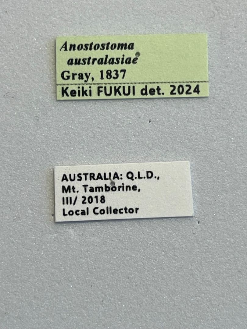 【極美展足】アゴコロギス ダイオウクロギリス オーストラリア 直翅類標本