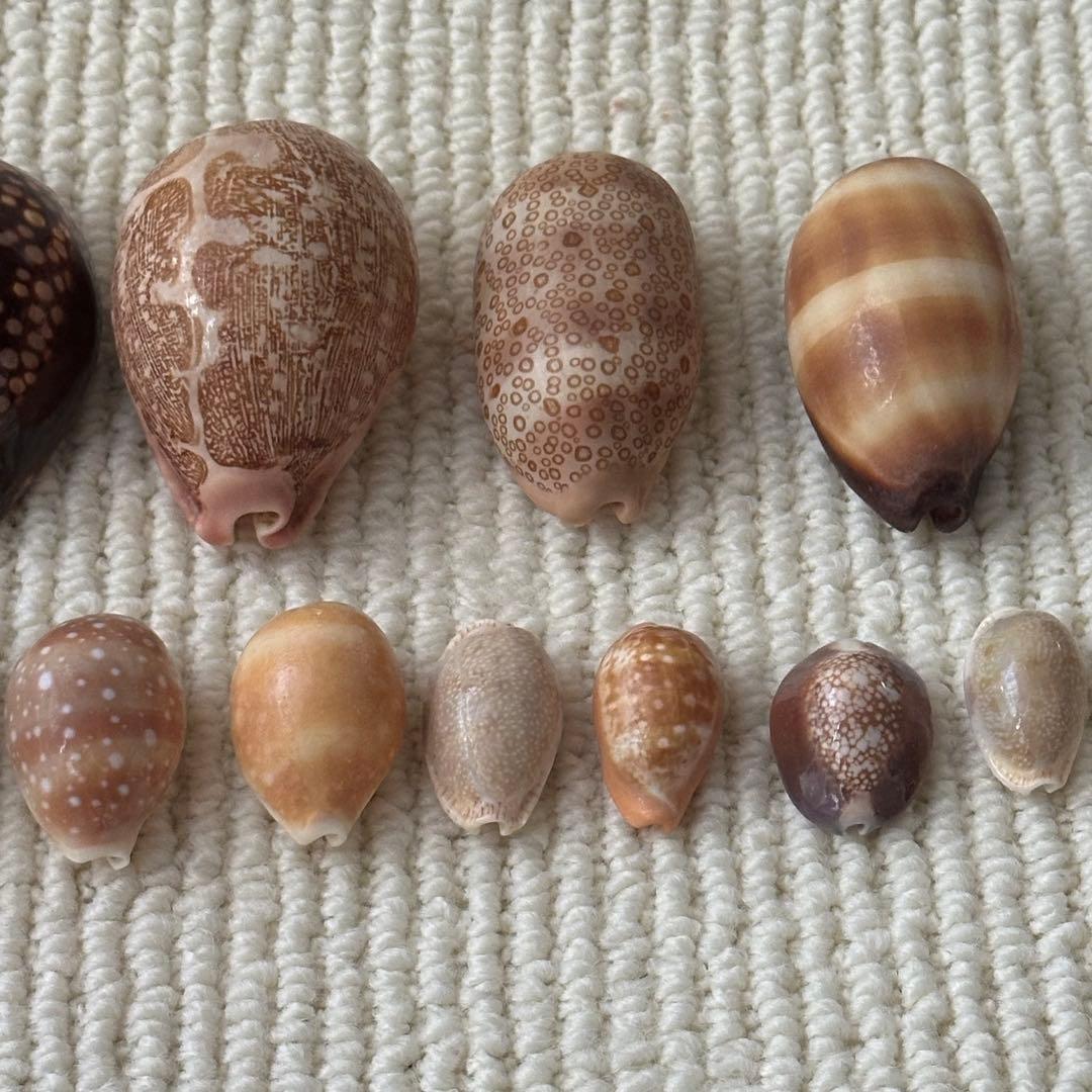 大幅値下❗️貝殻　希少　標本　収集　タカラガイ各種　野外　海辺　自由研究