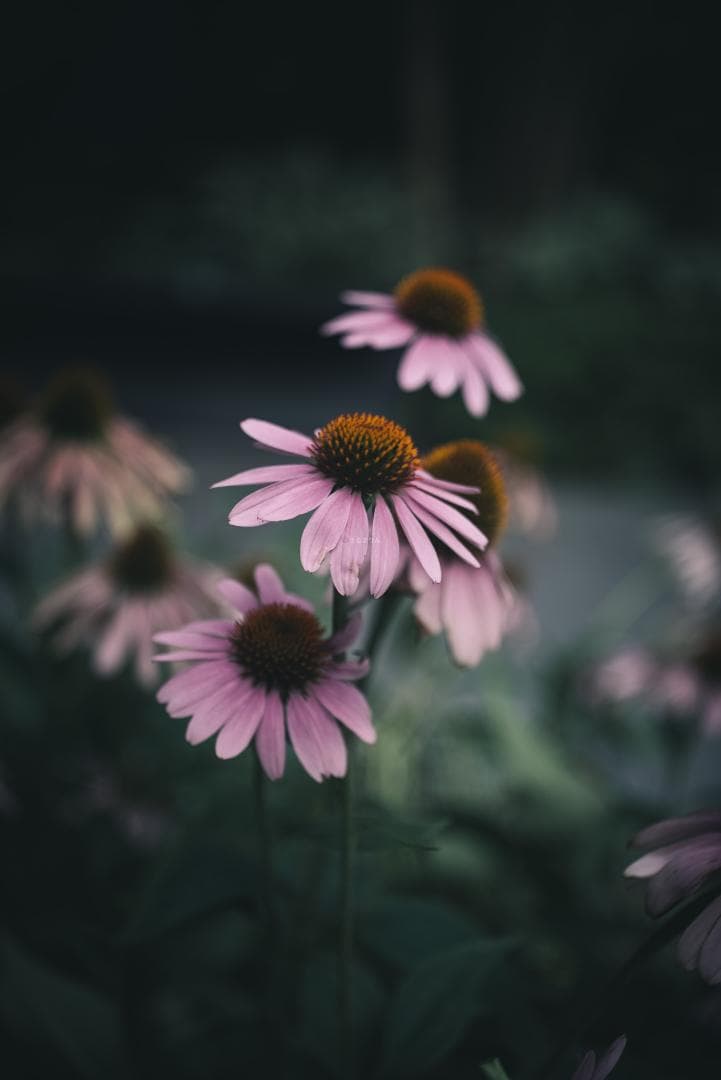 希少！赤エルマーダイヤ入り！Leica Elmar 50mm F3.5