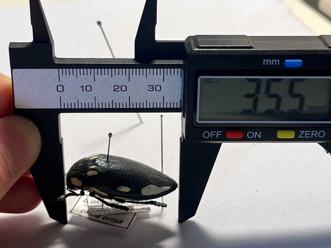 【34mm】タテオビフトタマムシ giant jewel beetle 昆虫標本