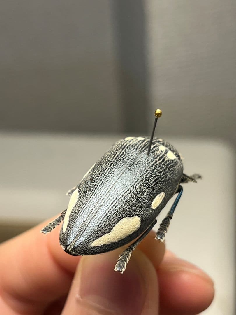 【34mm】タテオビフトタマムシ giant jewel beetle 昆虫標本