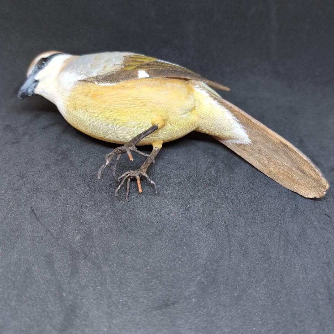 リアルな木製の野鳥　「モズ」　 木彫りの野鳥　バードカービング　野鳥彫刻