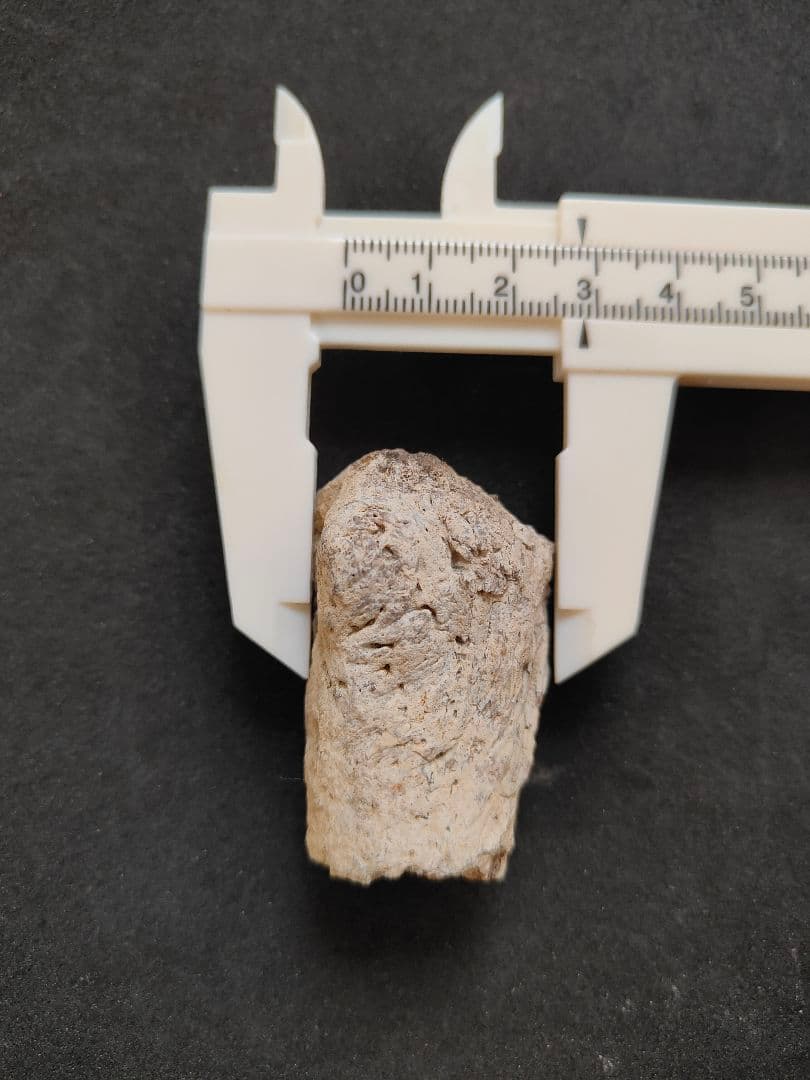 ティラノサウルスレックスの化石