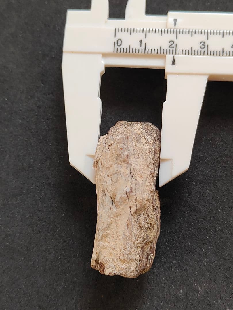 ティラノサウルスレックスの化石