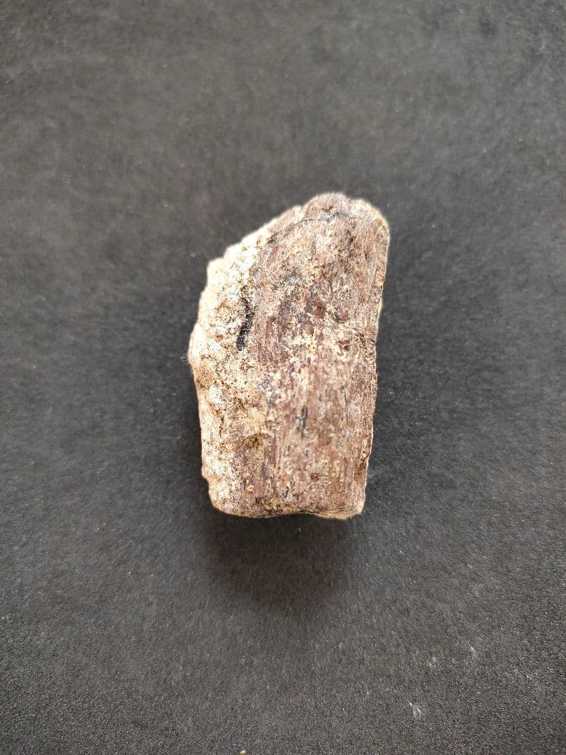 ティラノサウルスレックスの化石