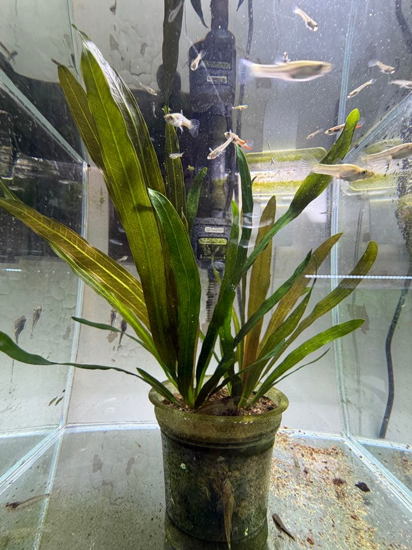 り*う様 エキノドルス ホレマニーオレンジ