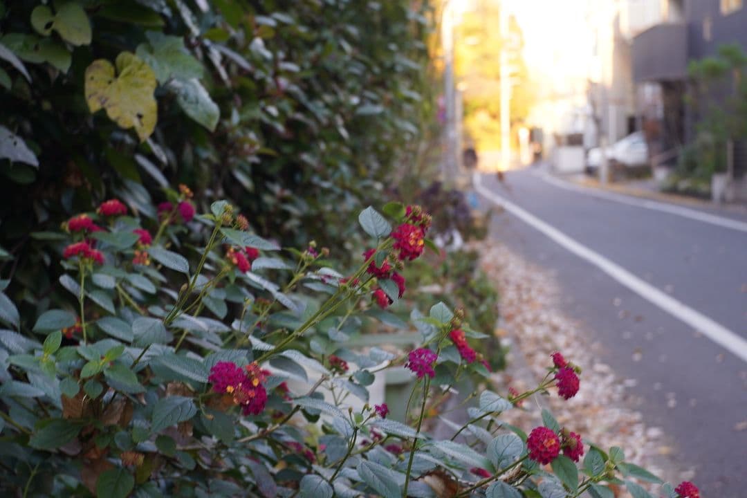 レンズ(単焦点) 070_Nikon W-Nikkor 35mm F3.5 (L Mount)