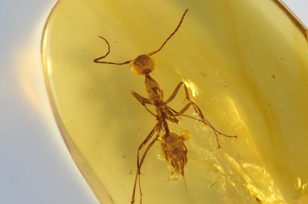 レア極上品 PA0007虫入り琥珀化石　ミャンマーカムティかタナイ9900万年前