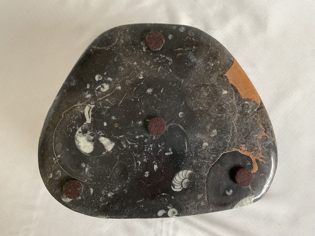 大理石アンモナイト化石の装飾/手彫り