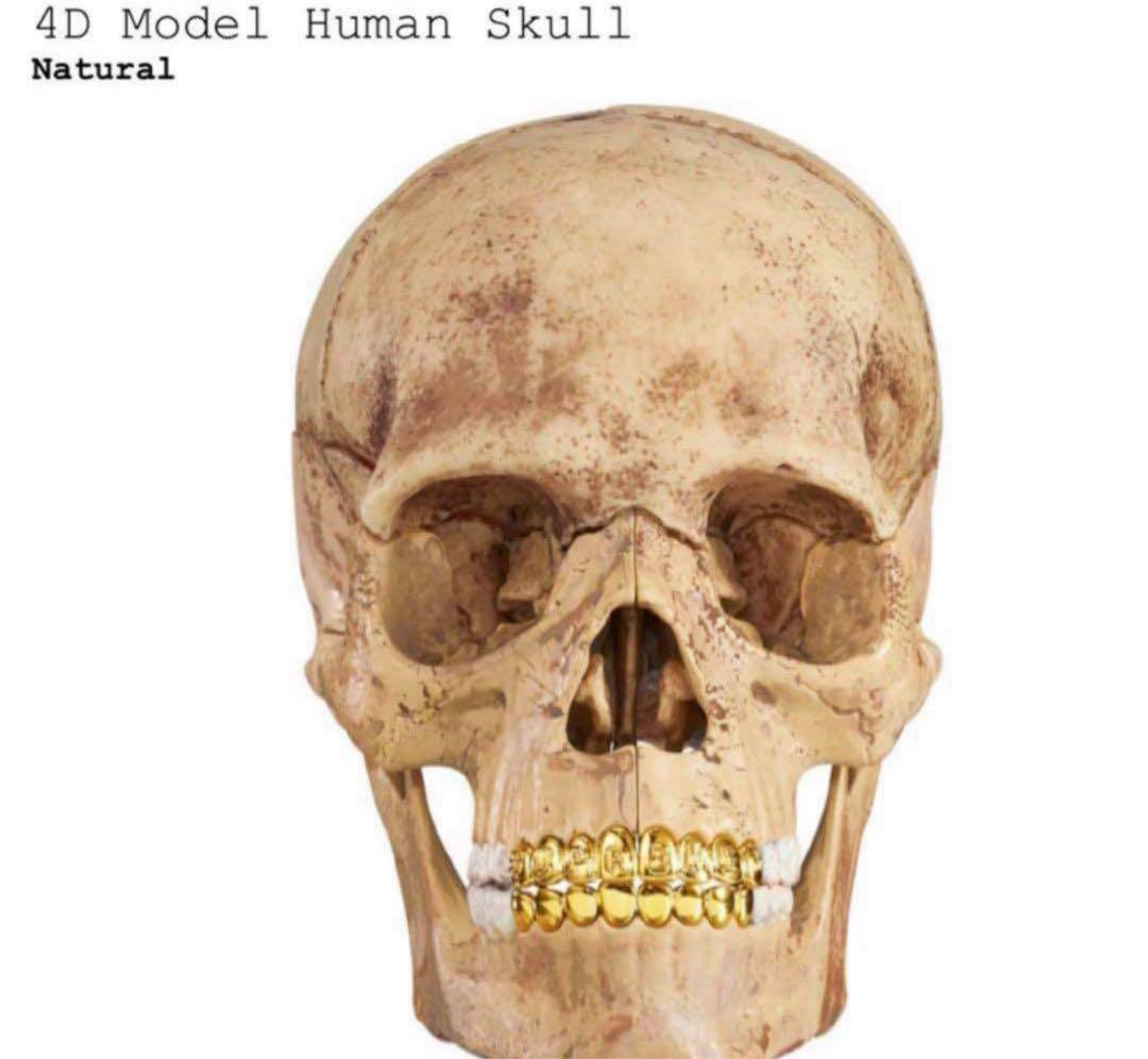 Supreme 4D Model Human Skull 完全未開封