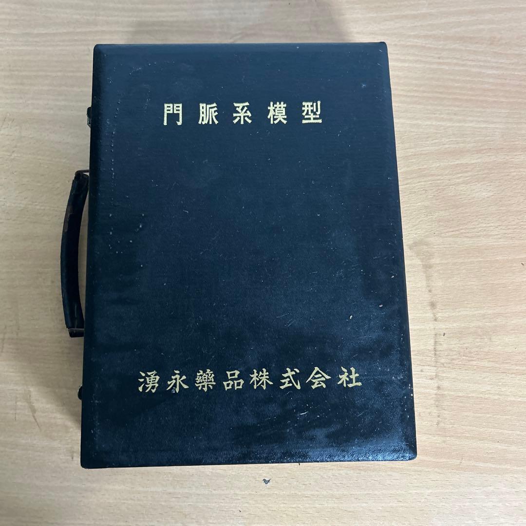 超レア　門脈系模型