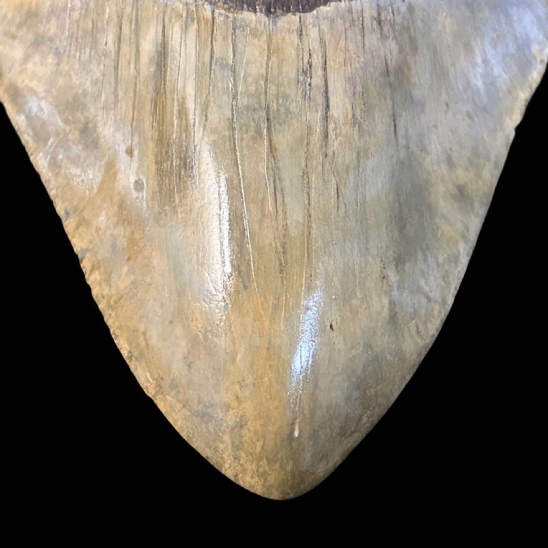 メガロドン　歯　化石　サウスカロライナ産　特大　最大