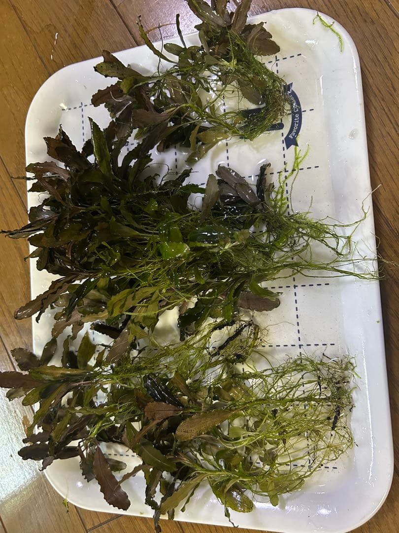 ブセファランドラ