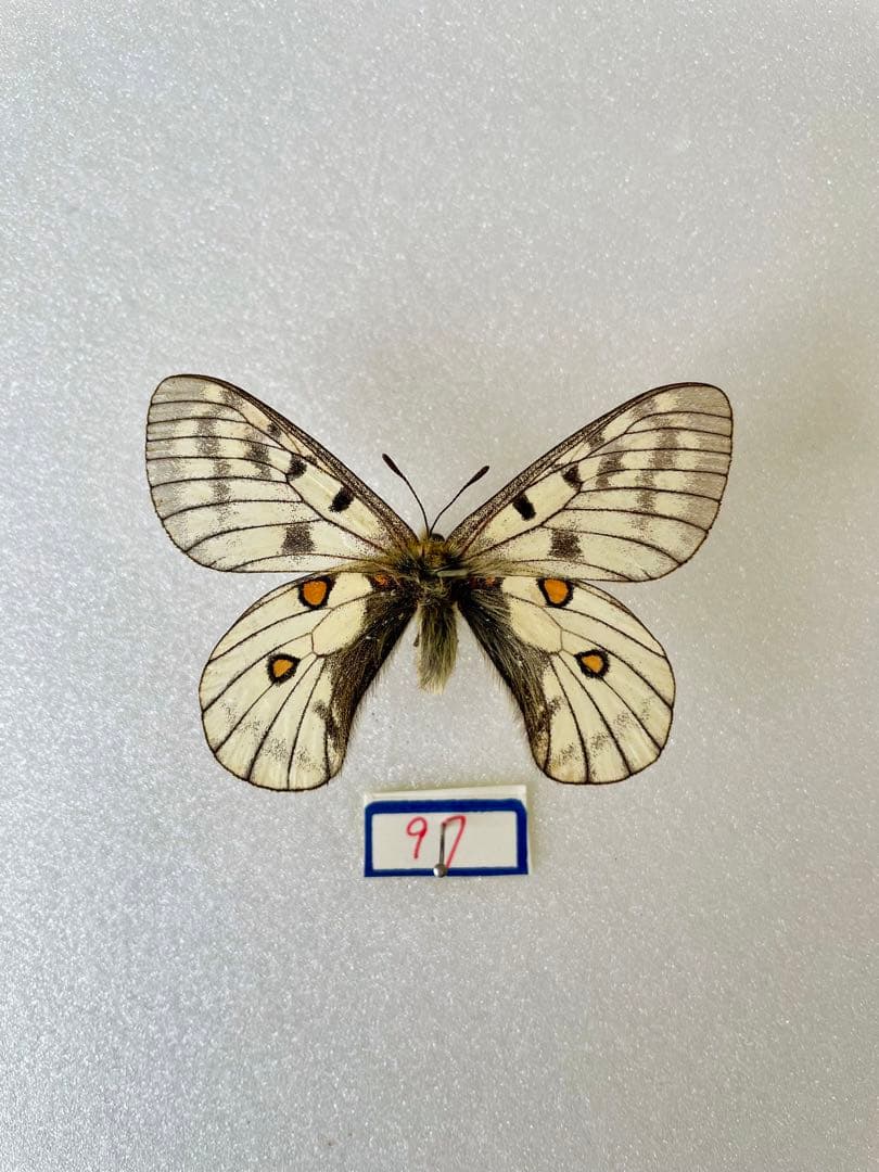 パルナシウス・ブレメリ（1オス、北朝鮮産）