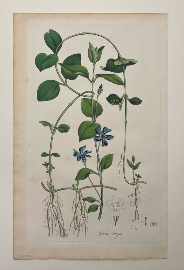 ボタニカルアート/ウィリアム・カーティス