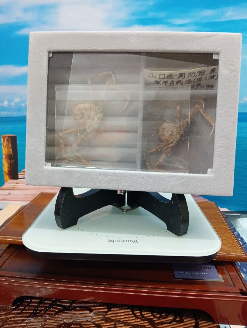 稀少レア平家怨霊瀬戸内海産人面蟹ペア源平合戦古戦場立体リアル標本ペア２点セット