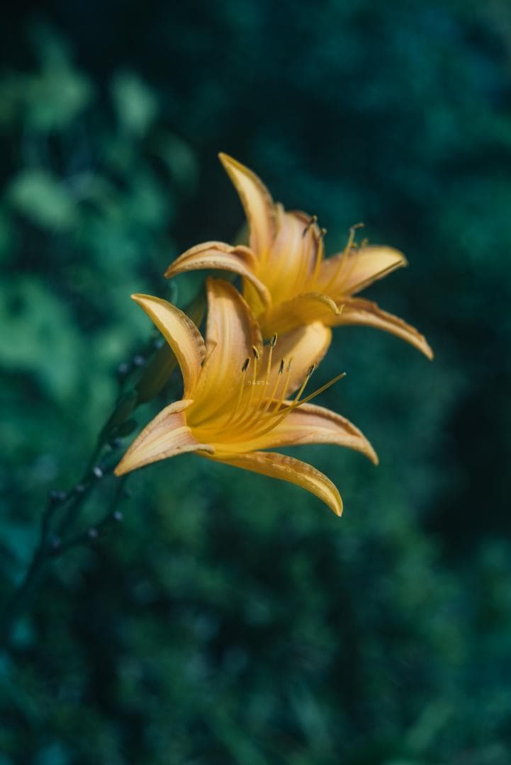 ニッケル癖玉！Leica Nickel Summar 5cm オールドレンズ