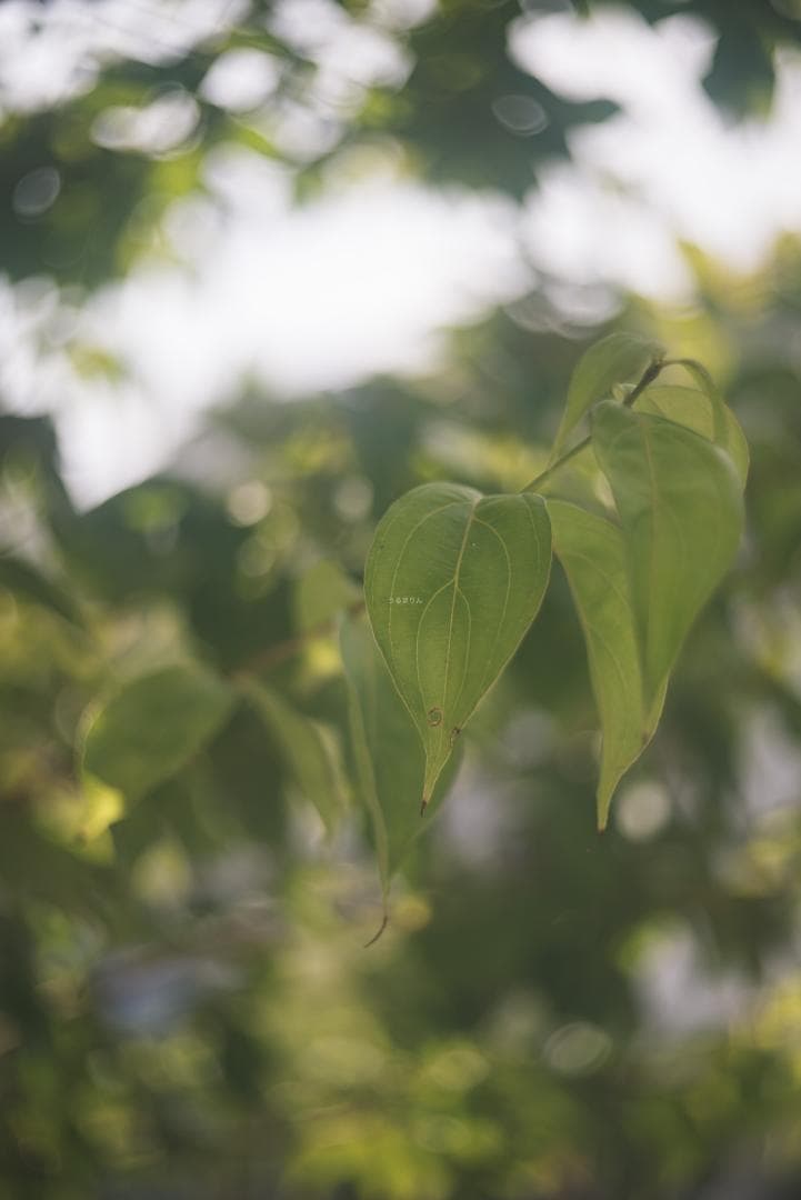 ニッケル癖玉！Leica Nickel Summar 5cm オールドレンズ