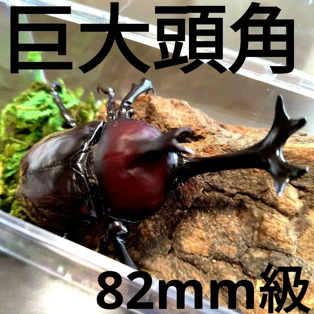 野生超特大巨大頭角カブトムシ標本82mm頭角幅20.5mm胸角幅5.9mmぐらい