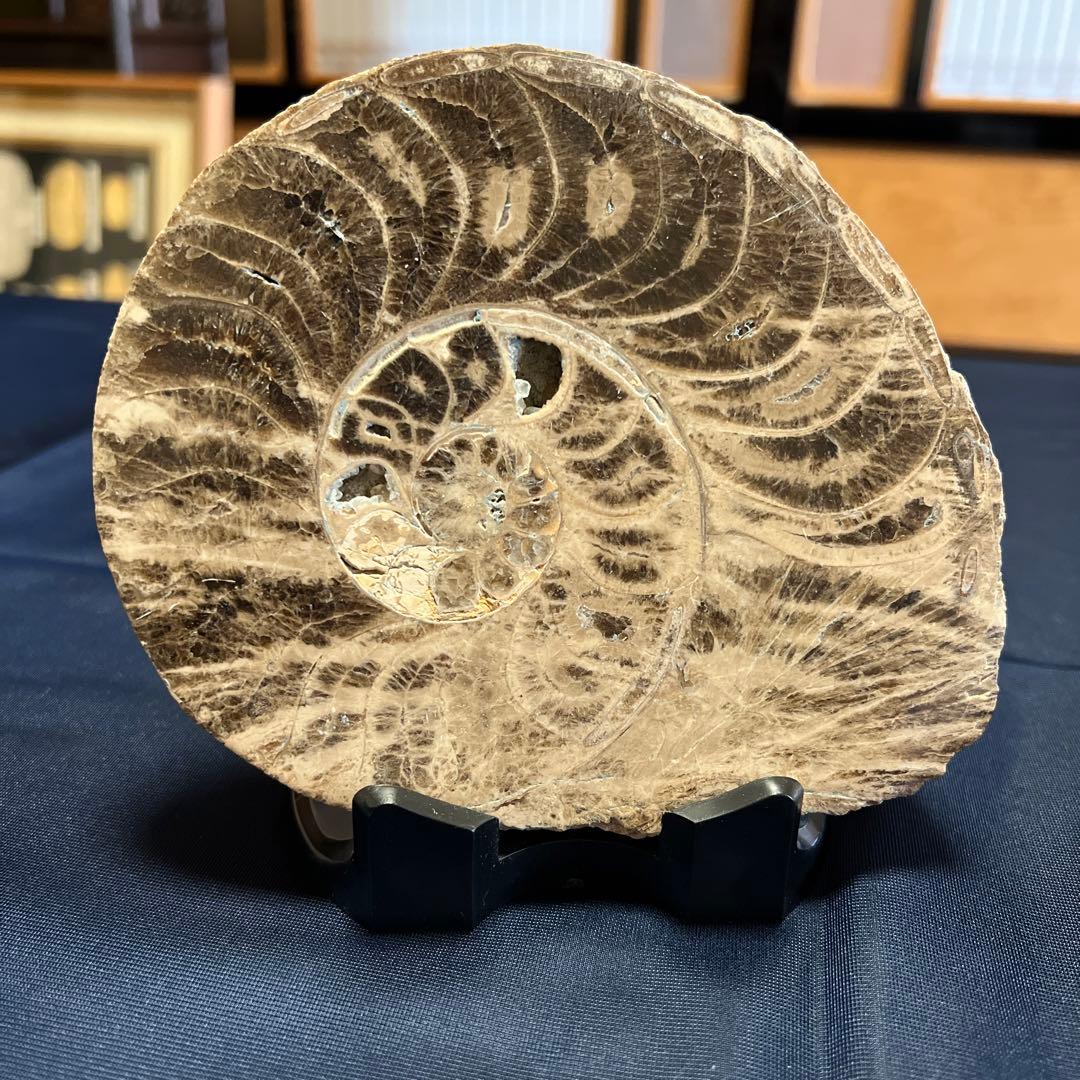 化石（アンモナイト）