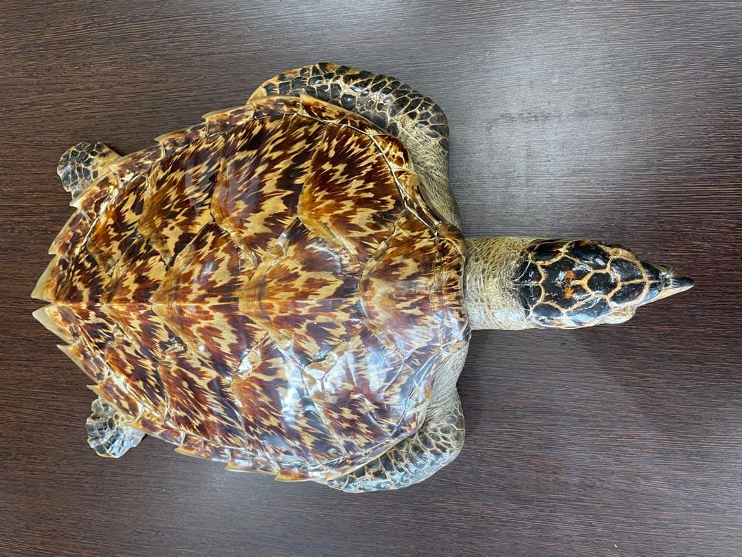 タイマイ　ウミガメ剥製