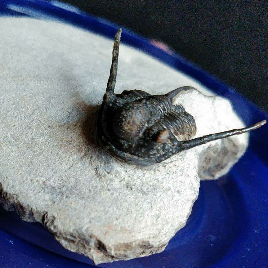 化石　骨格　標本　三葉虫　キファスピス　30mm