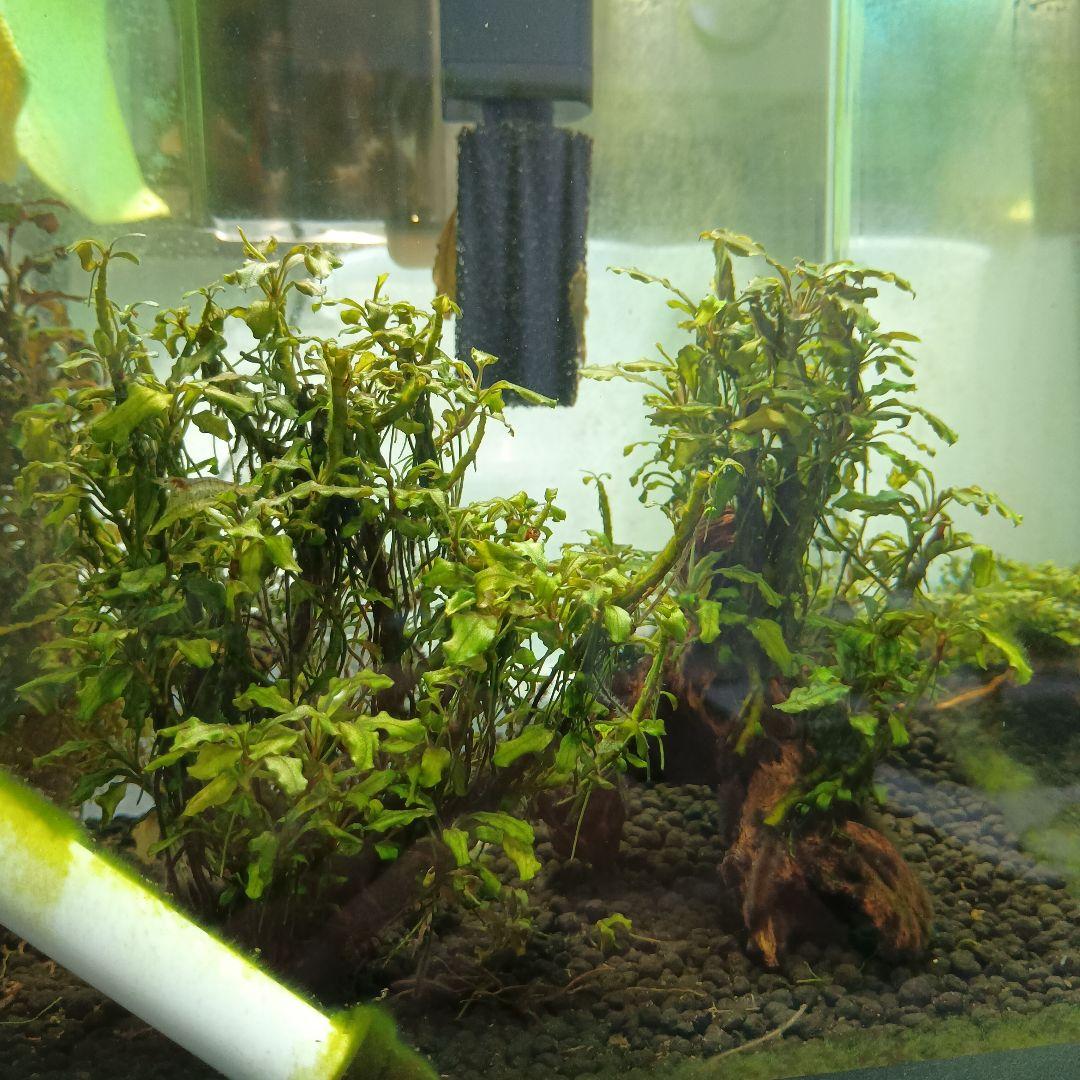 ブセファランドラ　西カリマンタン