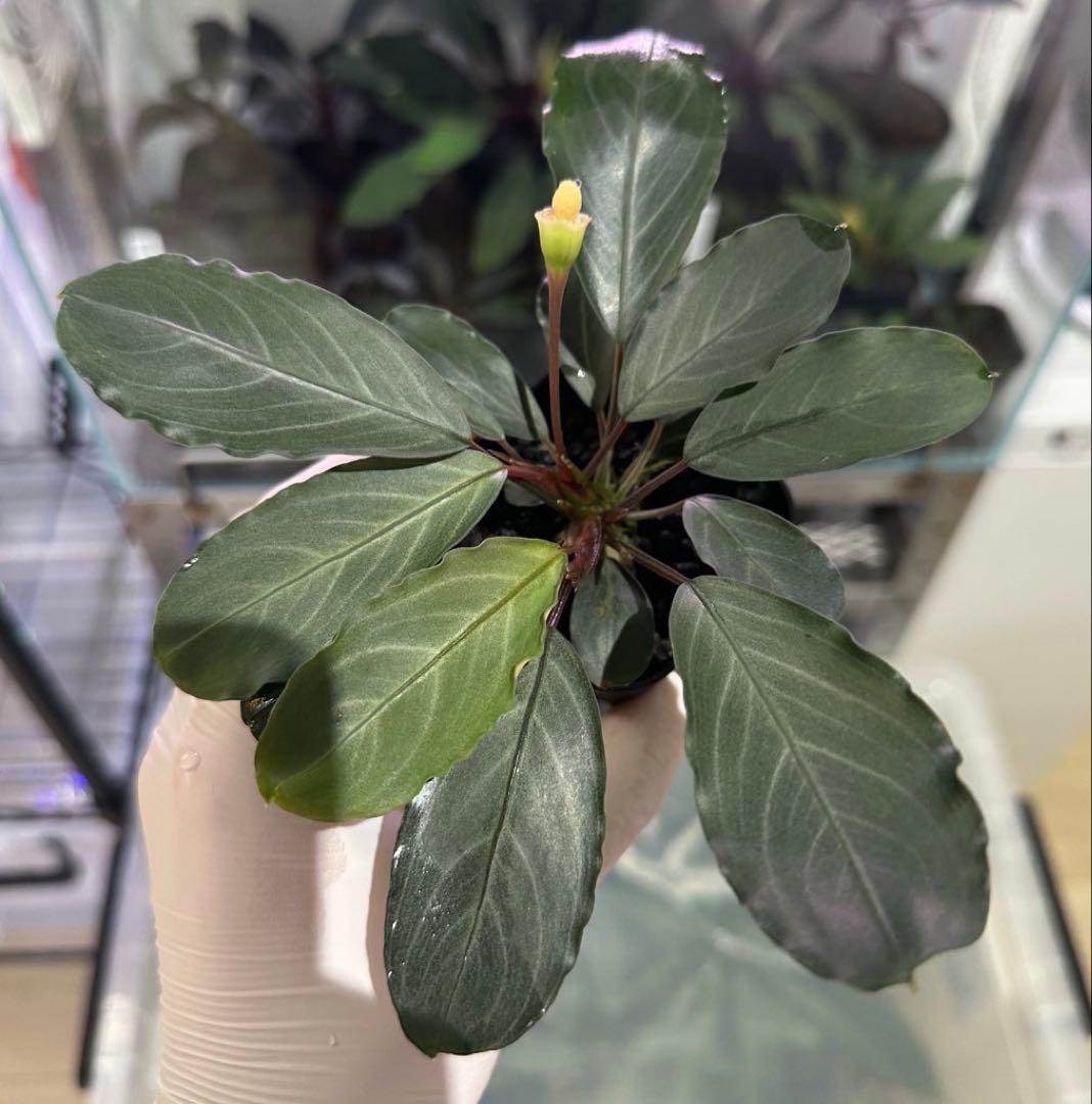 ブセファランドラsp.パールグレイ【TB便】