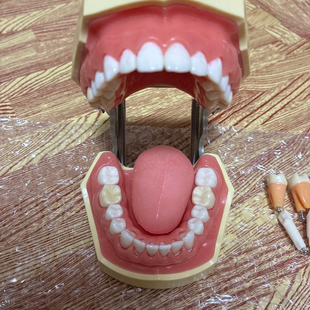 顎模型　ニッシン