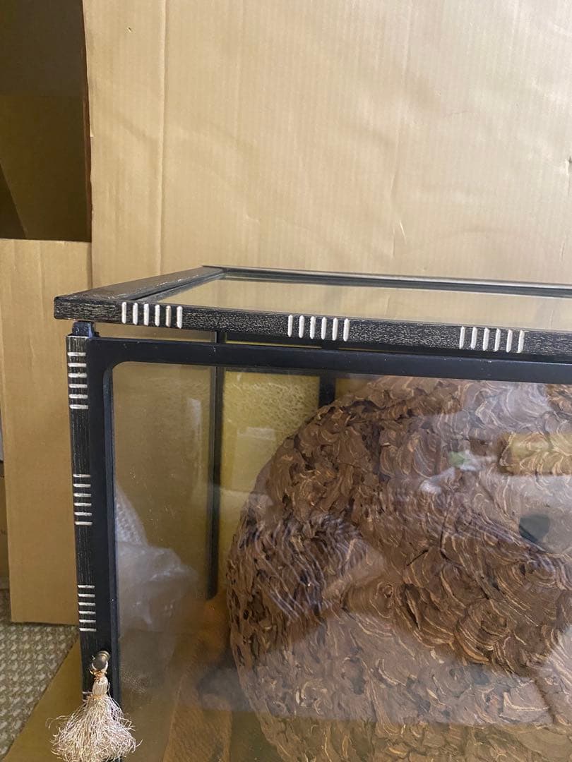 雀蜂の巣 スズメバチ ガラスケース　ハチの巣 オルゴール付きの木箱