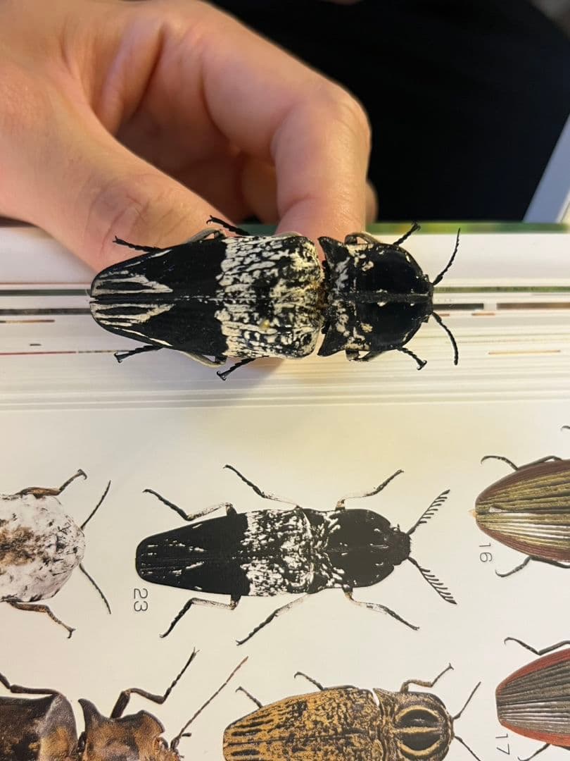 【特大極美】Lycus sp.コメツキムシ 52mmコガネムシゾウムシ昆虫標本