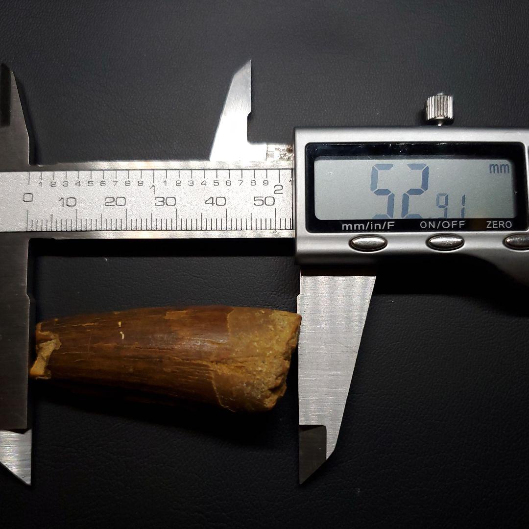 スピノサウルス 本物 モロッコ産 52.91mm sp470