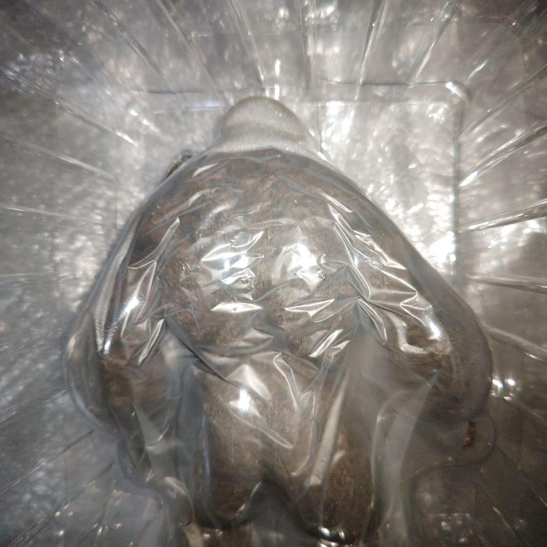 スターエーストイズ　コング　KONG　キングコング　フィギュア　DX