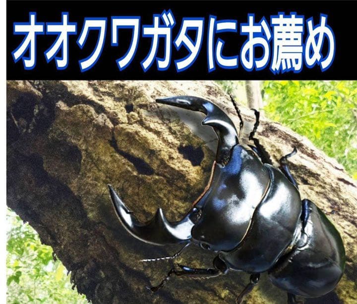 極上！黒アワビタケ菌糸瓶【8本】初令、2令に最適なサイズ！ニジイロクワガタに！