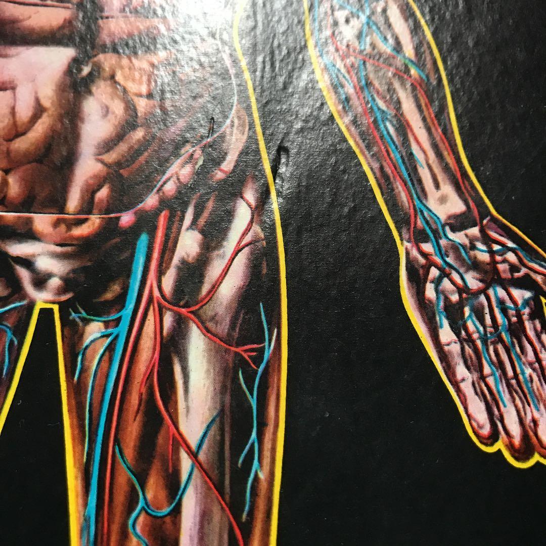 ビンテージ  人体模型  ♂