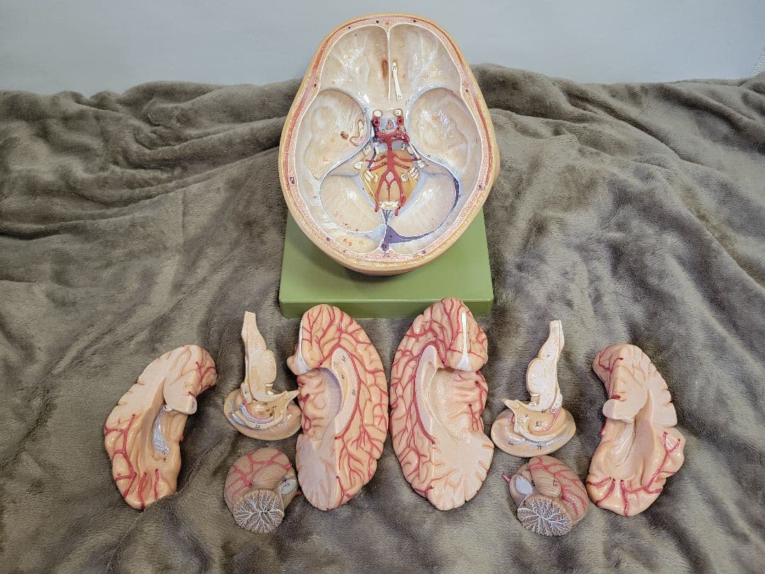 SOMSO BS5 頭部基底模型 脳模型 中古