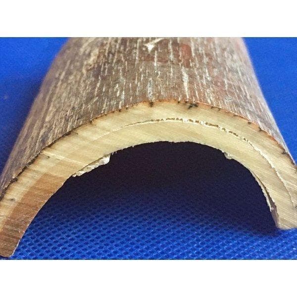 ☆【実物】 マンモスの牙 シベリア産