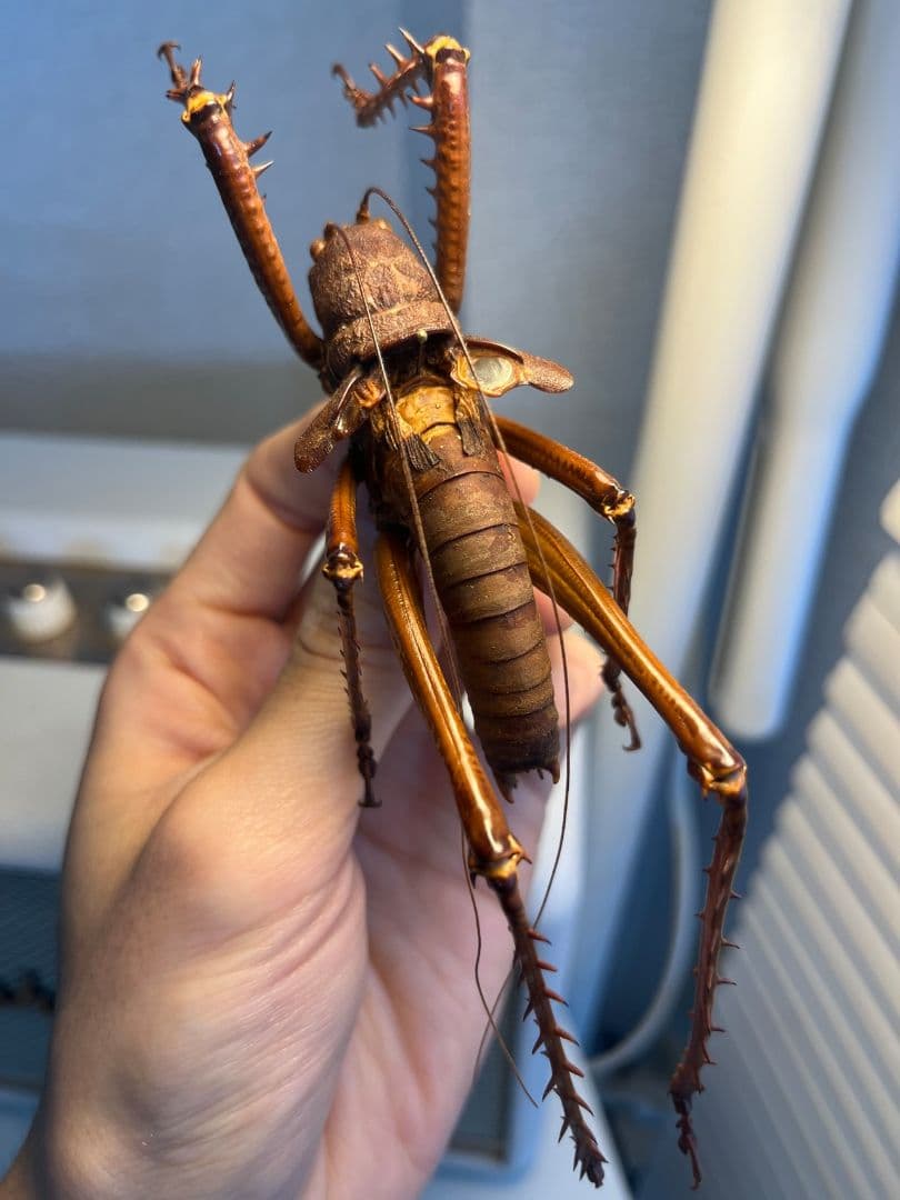 【螽斯最大級】トゲキリギリス 標本 スパイニーロブスター ナナフシコノハムシ