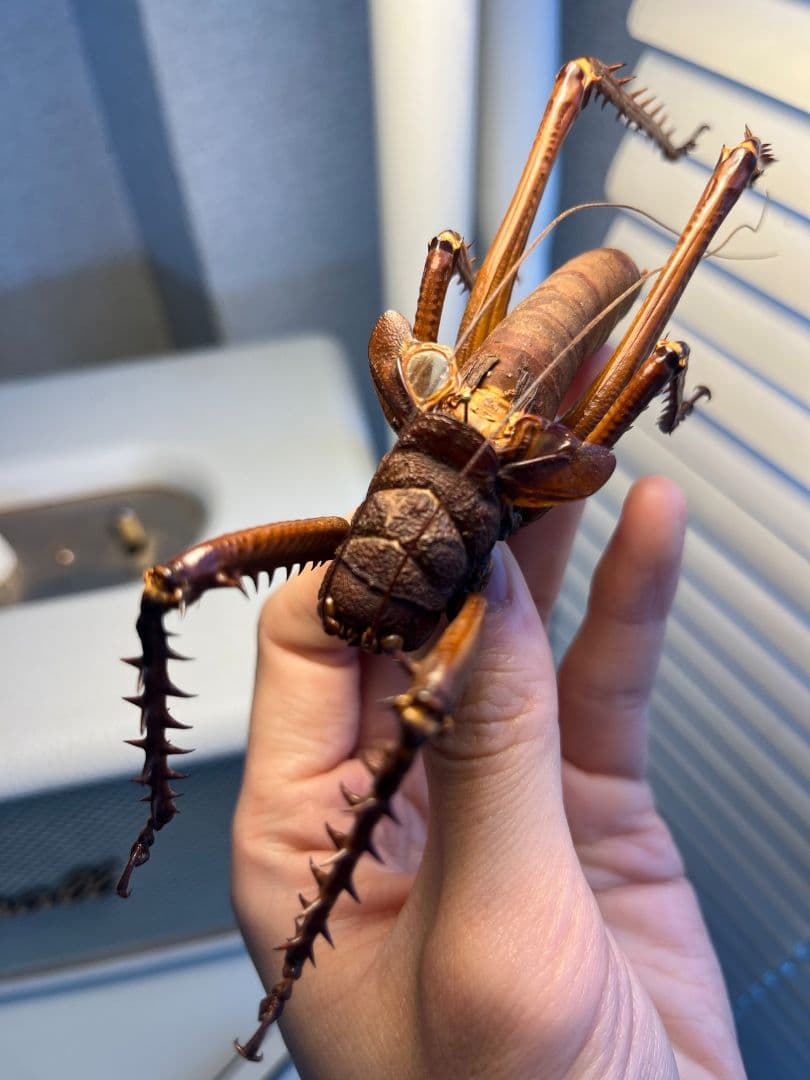 【螽斯最大級】トゲキリギリス 標本 スパイニーロブスター ナナフシコノハムシ