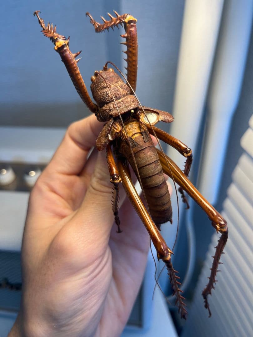 【螽斯最大級】トゲキリギリス 標本 スパイニーロブスター ナナフシコノハムシ