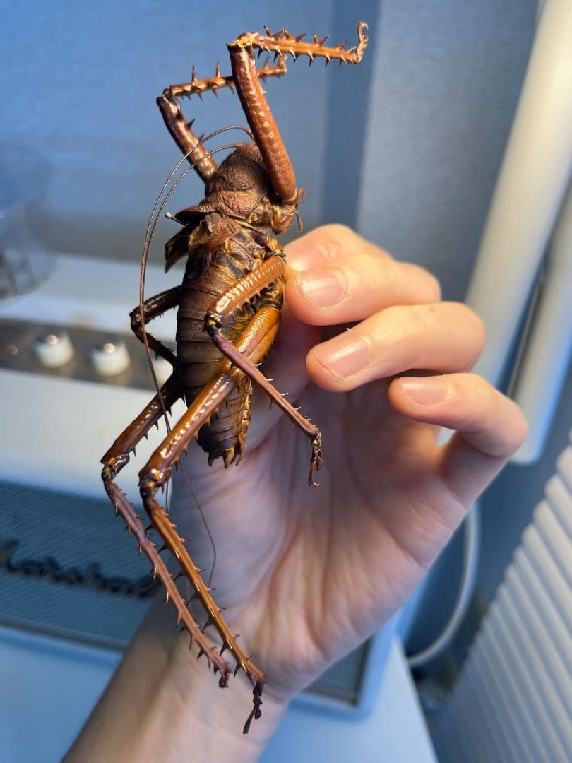 【螽斯最大級】トゲキリギリス 標本 スパイニーロブスター ナナフシコノハムシ