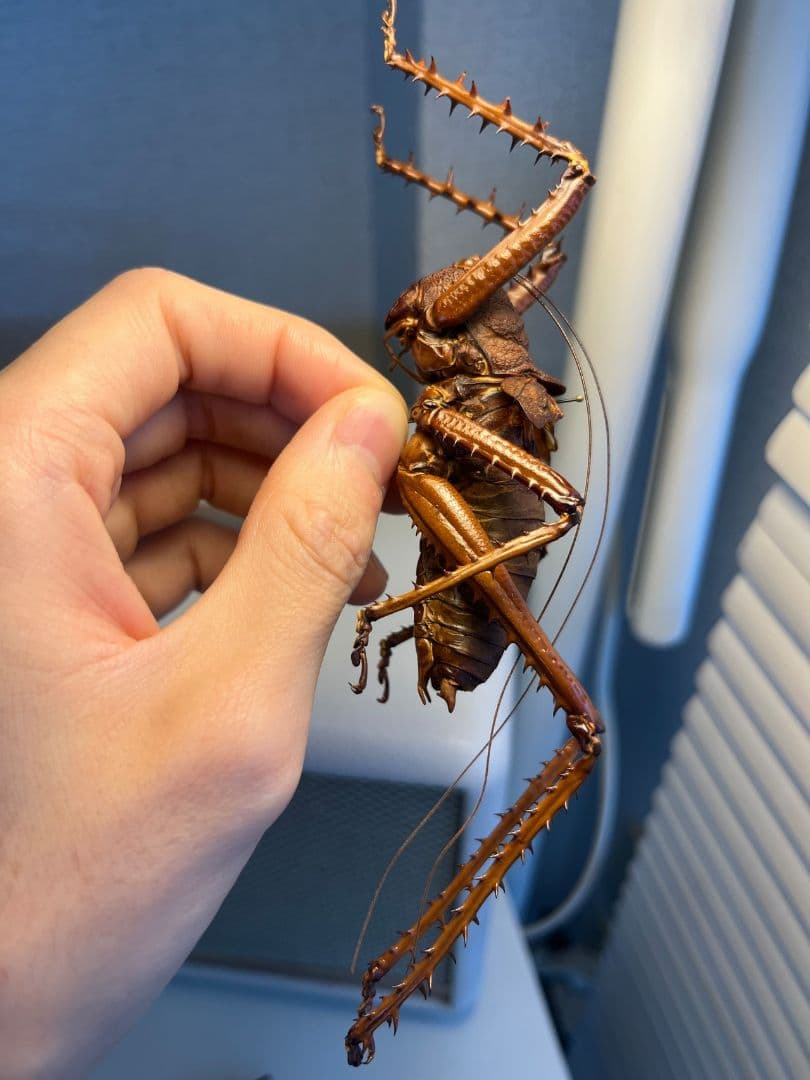 【螽斯最大級】トゲキリギリス 標本 スパイニーロブスター ナナフシコノハムシ