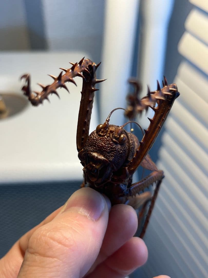 【螽斯最大級】トゲキリギリス 標本 スパイニーロブスター ナナフシコノハムシ