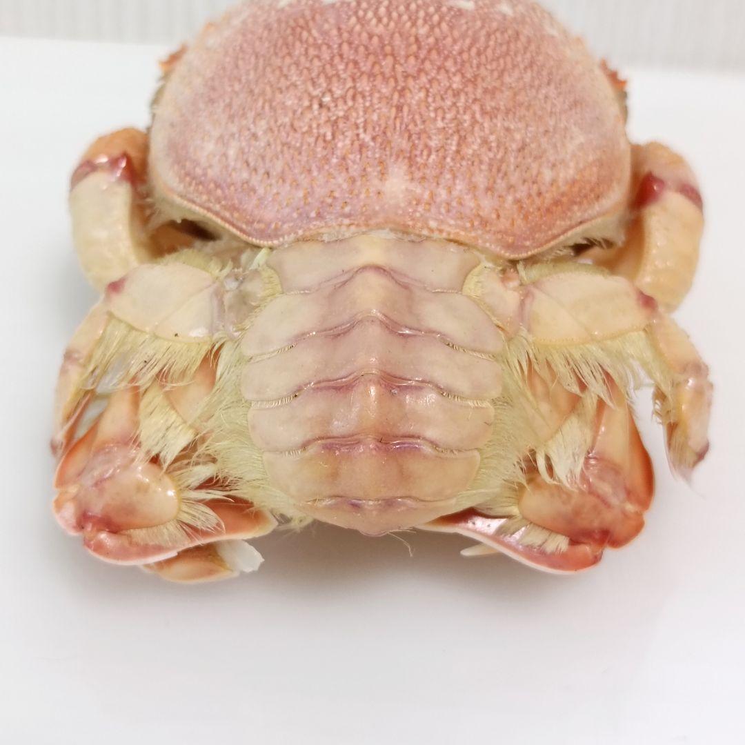 極希少【1点物】アサヒガニ② 乾燥・色彩保存標本 除肉処理済 全長約12cm