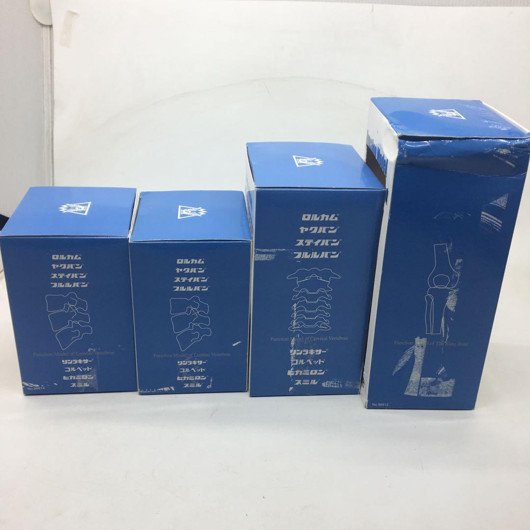 大正製薬　人体模型　関節　骨